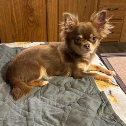 Justice - Chihuahua