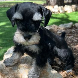 Miniature Schnauzer Puppies from Chambers Schnauzers