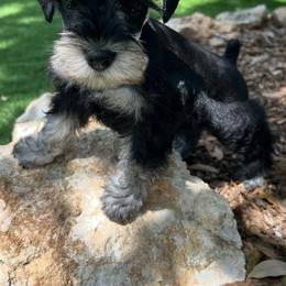 Miniature Schnauzer Puppies from Chambers Schnauzers