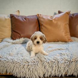 Frost - Parti male Maltipoo puppy in St. George, Utah from Winchester Hills Poodles and Doodles