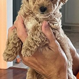 Poodles from Cathys Dogs