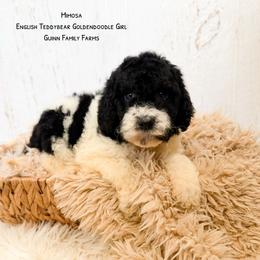 Mimosa English Teddybear Tri Color - Parti female Goldendoodle puppy in Grove, Oklahoma from Guinn Family Farms