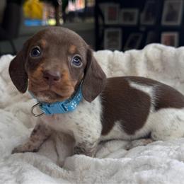 Charlie - Piebald male Dachshund puppy in Wallingford, Kentucky from Hensley Homestead Dachshunds