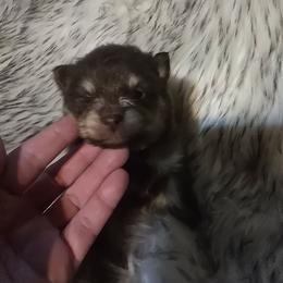 Puppy 2 - Chocolate and tan female Pomeranian puppy in Lebanon, Indiana from Duran's Huskies and Pomeranians
