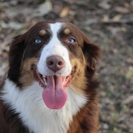 Teeter - Australian Shepherd
