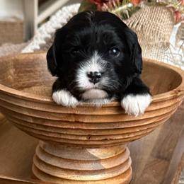 Coco - Black and white female Cavapoo puppy in Draper, Utah from Peaks Pups — Exceptional by Nature. Raised with Purpose.