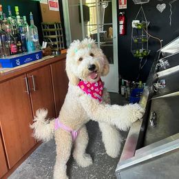 Goldendoodle and Saint Berdoodle All Grown Up from Golden Pond Doodle’s DFW