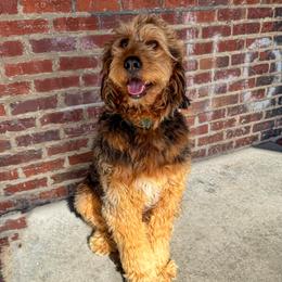 Reba - Bernedoodle