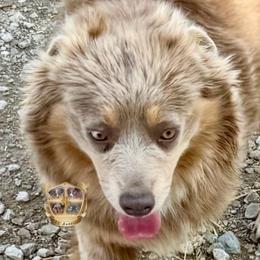 JJ - Australian Shepherd