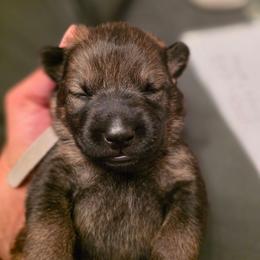 Gray Collar (Calypso) - Sable female German Shepherd puppy in Hermitage, Pennsylvania from Shepherds of the Hundred Acres