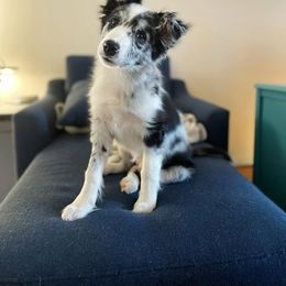 Border Collie Puppies from Cascade Sun Kennels