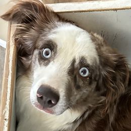 Arti - Miniature Australian Shepherd