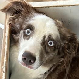 Arti - Miniature Australian Shepherd