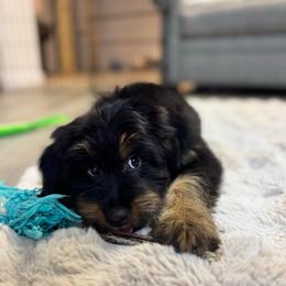 Cheddar - female Australian Mountain Doodle puppy in Sharpsburg, Georgia from Steindoodles