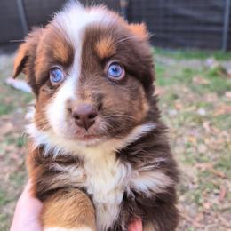 Remi3Girl2- RTF,Long,AKC,OFA,Genetics - Red tri-color female Australian Shepherd puppy in South Hill, Virginia from Silverside Aussies LLC