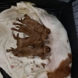 Cavalier King Charles Spaniel Puppies from Cavaliers of the County Macon