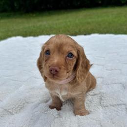 Honey - Cream female Dachshund puppy in Homestead, Florida from Redland Dachshund Grove