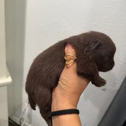 Cinnamon - Chocolate female Pomeranian puppy in Moody, Texas from Luxury Pets of Central Texas