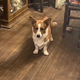 Hannie - Cardigan Welsh Corgi
