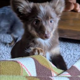 Clyde - Red tri male Toy Australian Shepherd puppy in Bly, Oregon from Rockin AC Toy Aussies