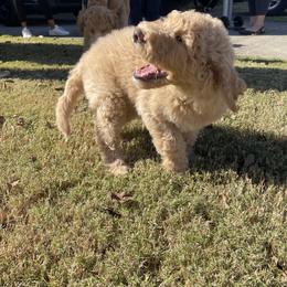 Labradoodle Puppies from CC Labradoodles