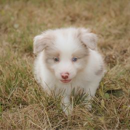 Boy 1 - White and red merle male Border Collie puppy in Dallas, Texas from Effervescent Border Collies