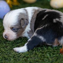 Halo - Blue merle female Toy Australian Shepherd puppy in Granbury, Texas from Best Little Aussies