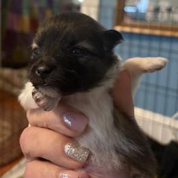 Pomeranian Puppies from Healing Grace pups