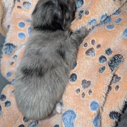 Blue Merle Boy - Blue merle male Pomeranian puppy in Danielsville, Georgia from PassionatePomPoms