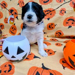 Betty White - Parti female Goldendoodle puppy in Springtown, Texas from Country Pups Doodles
