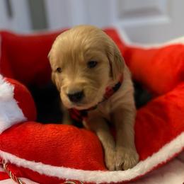 Bowie - Dark golden male Golden Retriever puppy in Seville, Ohio from Retriever Ranch