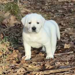 Glacier - Yellow male Labrador Retriever puppy in Cave Junction, Oregon from Serenity Labradors