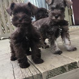 Miniature Schnauzer and Whippet Puppies from Saving Grace
