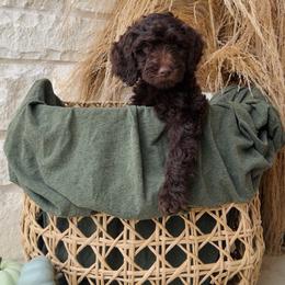 Yellow - female Golden Mountain Doodle puppy in Leander, Texas from Olive Grove Doodles