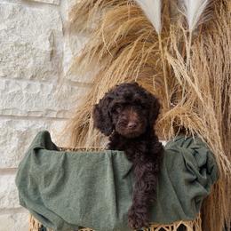 Yellow - female Golden Mountain Doodle puppy in Leander, Texas from Olive Grove Doodles