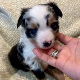 Night - Blue merle male Toy Australian Shepherd puppy in Miami, Oklahoma from HighEnd Aussies