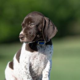 Boy 4 - Liver and white male German Shorthaired Pointer puppy in Greensburg, Kentucky from Nosam Kennels- Hungarian Vizslas, and German Shorthairs Located in Kentucky