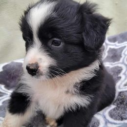 Australian Shepherd Puppies from Humboldt Aussies