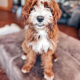 Pumpkin - Goldendoodle