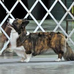 Cardigan Welsh Corgi All Grown Up from Cardiridge Cardigan Welsh Corgis