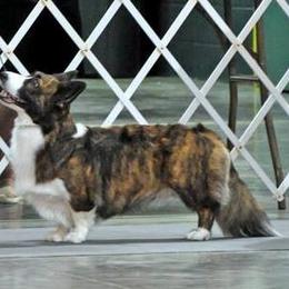 Cardigan Welsh Corgi All Grown Up from Cardiridge Cardigan Welsh Corgis