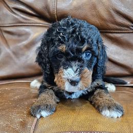 Sparkles - Tri-color female Bernedoodle puppy in Decatur, Georgia from So Adoodable