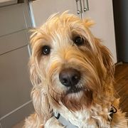 Rose - Bearded Retriever