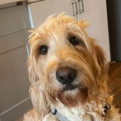 Rose - Bearded Retriever