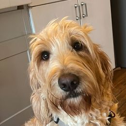 Rose - Bearded Retriever