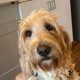 Rose - Bearded Retriever