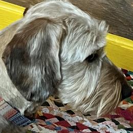 Dachshunds from Hot Diggity Dogs (wirehair doxies)