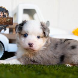 Rowdy - Blue merle male Miniature American Shepherd puppy in Granbury, Texas from Best Little Aussies
