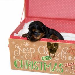 Boy 1 - Gold male Yorkshire Terrier puppy in Carmichael, California from Mckeever's Yorkies