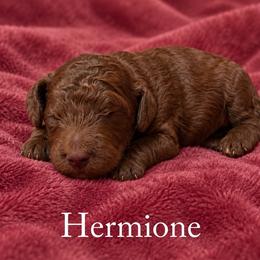 Hermione - Sable female Poodle puppy in Washington, Pennsylvania from Patriotic Poodles